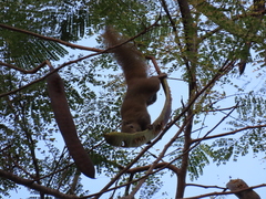 Callosciurus caniceps