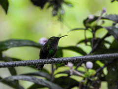 Microchera cupreiceps