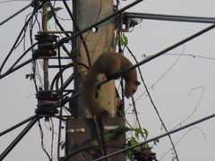 Callosciurus caniceps