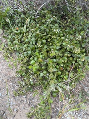 Logania crassifolia