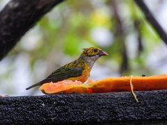 Tangara icterocephala