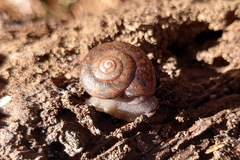 Helminthoglypta edwardsi