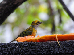 Tangara icterocephala