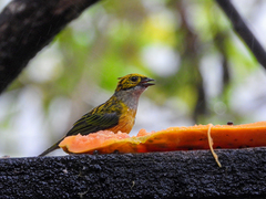 Tangara icterocephala