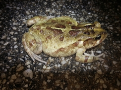 Sclerophrys pardalis