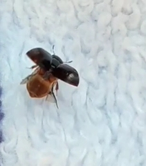 Dactylosternum abdominale