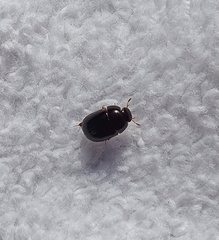 Dactylosternum abdominale