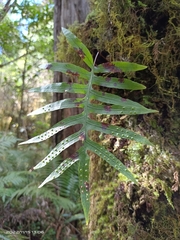 Selliguea echinospora