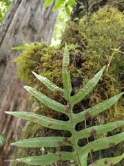 Selliguea echinospora