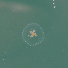 Proboscidactyla flavicirrata