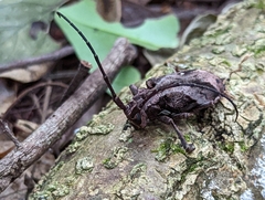 Phryneta coeca
