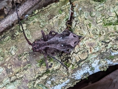 Phryneta coeca