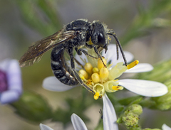 Lasioglossum coriaceum