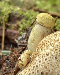 Pseudoboletus parasiticus