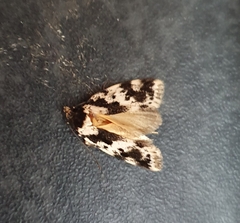 Barea confusella