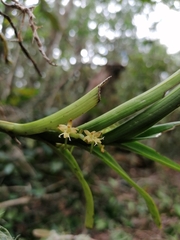 Tridactyle bicaudata bicaudata
