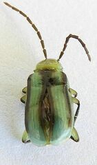 Diabrotica longicornis