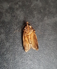 Barea confusella