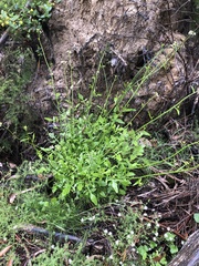 Rorippa dictyosperma