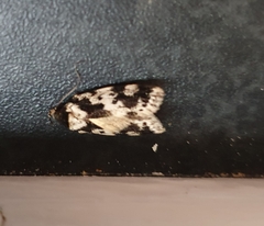 Barea confusella