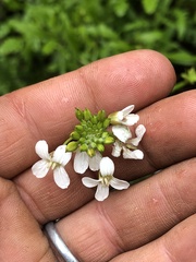 Rorippa dictyosperma