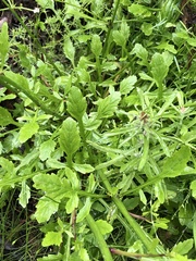 Rorippa dictyosperma