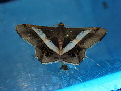 Chiasmia nora