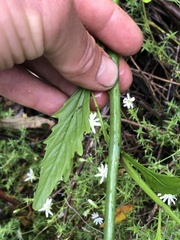 Rorippa dictyosperma