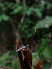 Aristogitus cylindricus