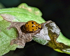 Harmonia vigintiduomaculata