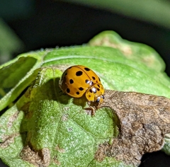 Harmonia vigintiduomaculata