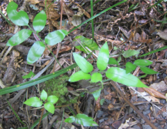 Asplenium oblongifolium
