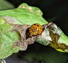 Harmonia vigintiduomaculata