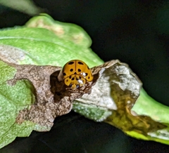 Harmonia vigintiduomaculata