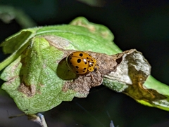 Harmonia vigintiduomaculata