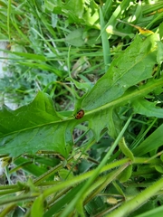 Coccinella undecimpunctata