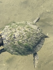 Ulothrix