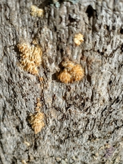 Radulomyces