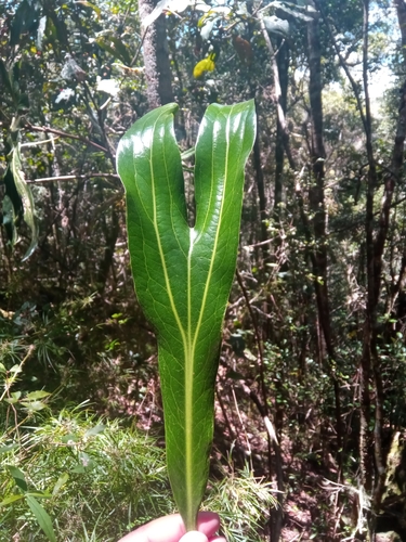 Dilobeia thouarsii image