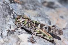 Oedaleus decorus