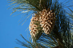Pinus coulteri