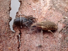 Sitona discoideus
