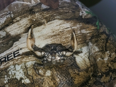 Rhithropanopeus harrisii