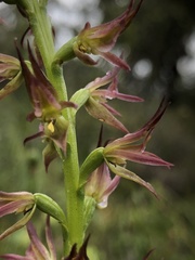 Prasophyllum maccannii