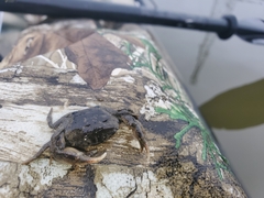 Rhithropanopeus harrisii