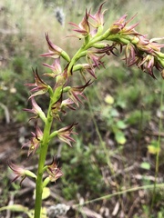 Prasophyllum maccannii