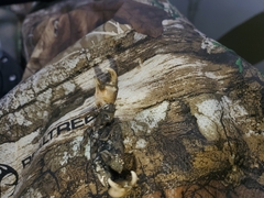 Rhithropanopeus harrisii