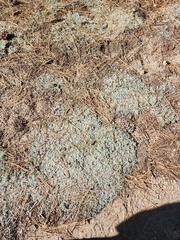 Psoroma hypnorum
