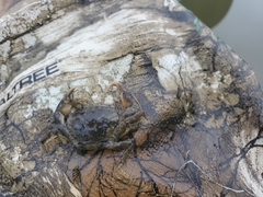 Rhithropanopeus harrisii