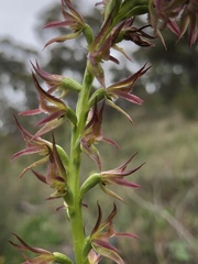Prasophyllum maccannii